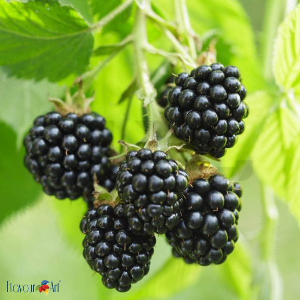 Flavour Art Blackberry
