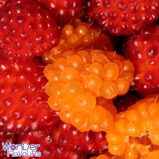 Wonder Flavours SC Alaskan Berries - In Stock
