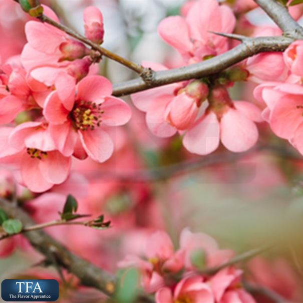 TFA Cherry Blossom - In Stock
