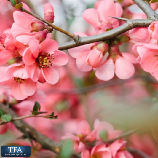 TFA Cherry Blossom