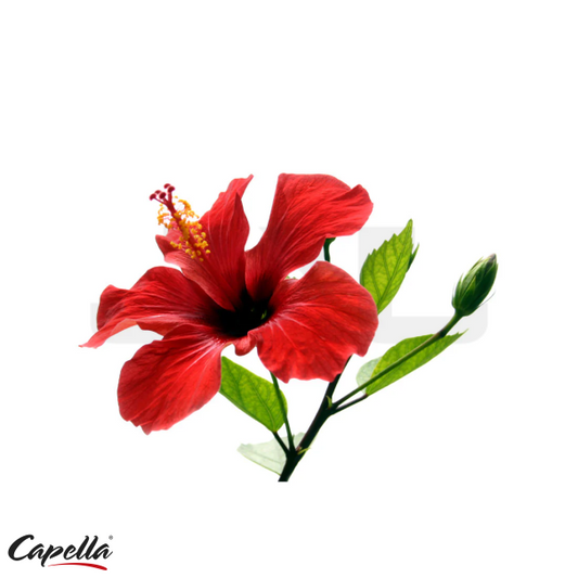 Capella Hibiscus