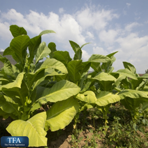 TFA RY4 Asian - In Stock