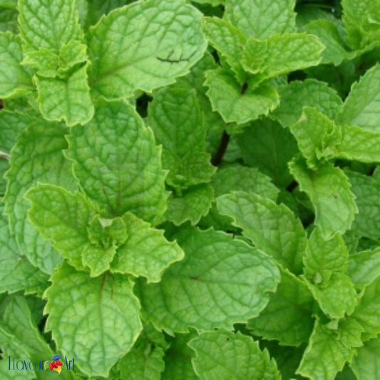 Flavour Art Spearmint