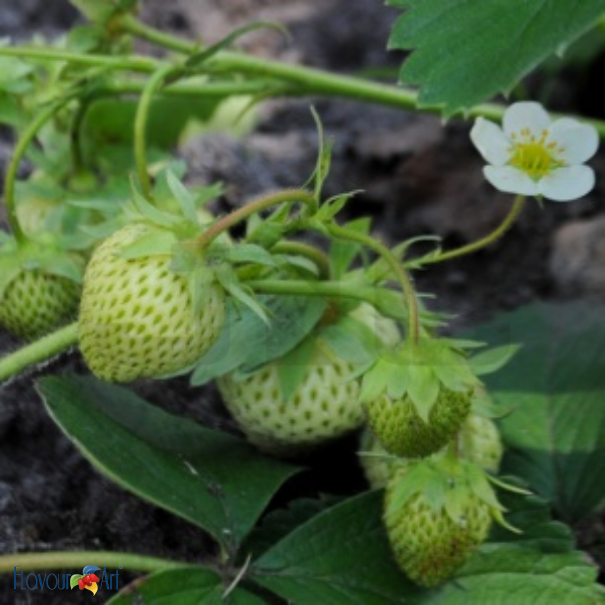 Flavour Art Strawberry Green - In Stock
