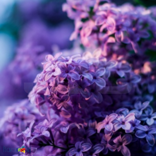 Flavour Art Violet - In Stock